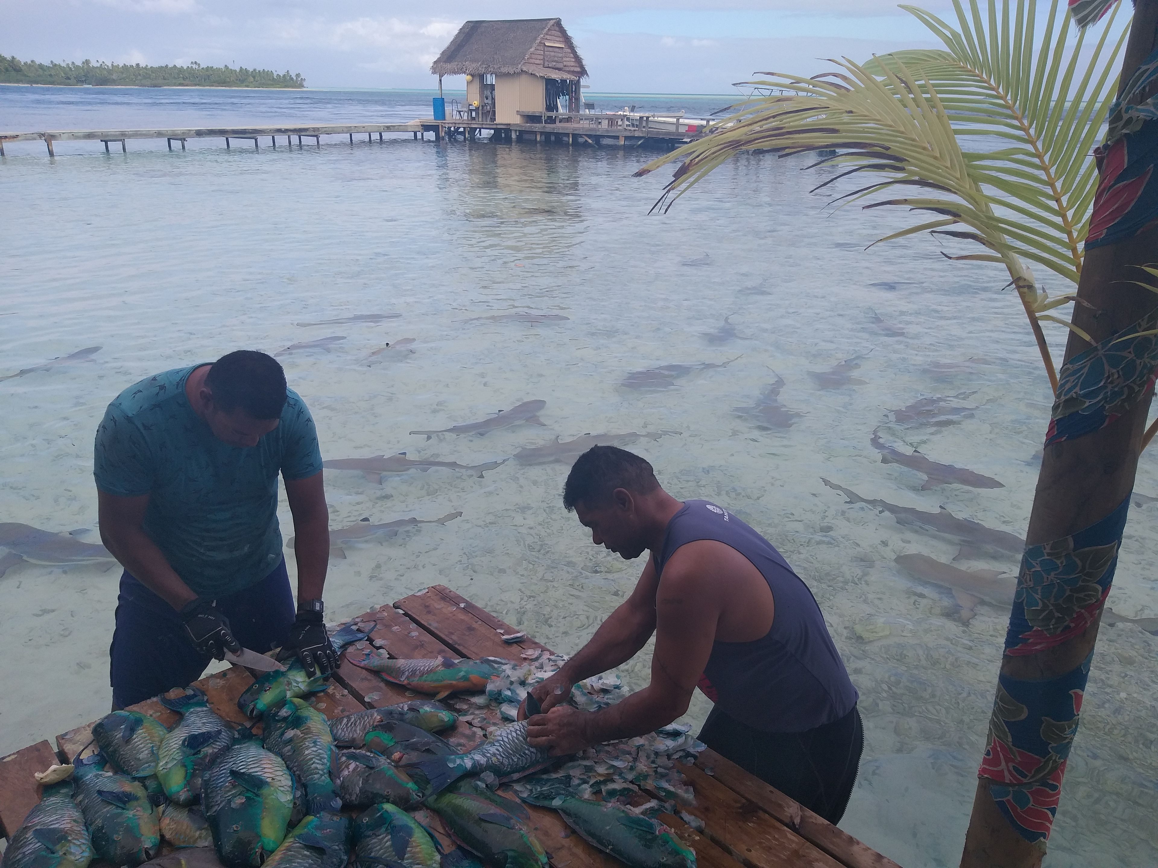 Two men processing fish on a wooden table by a water body with a thatched-roof structure in the background.