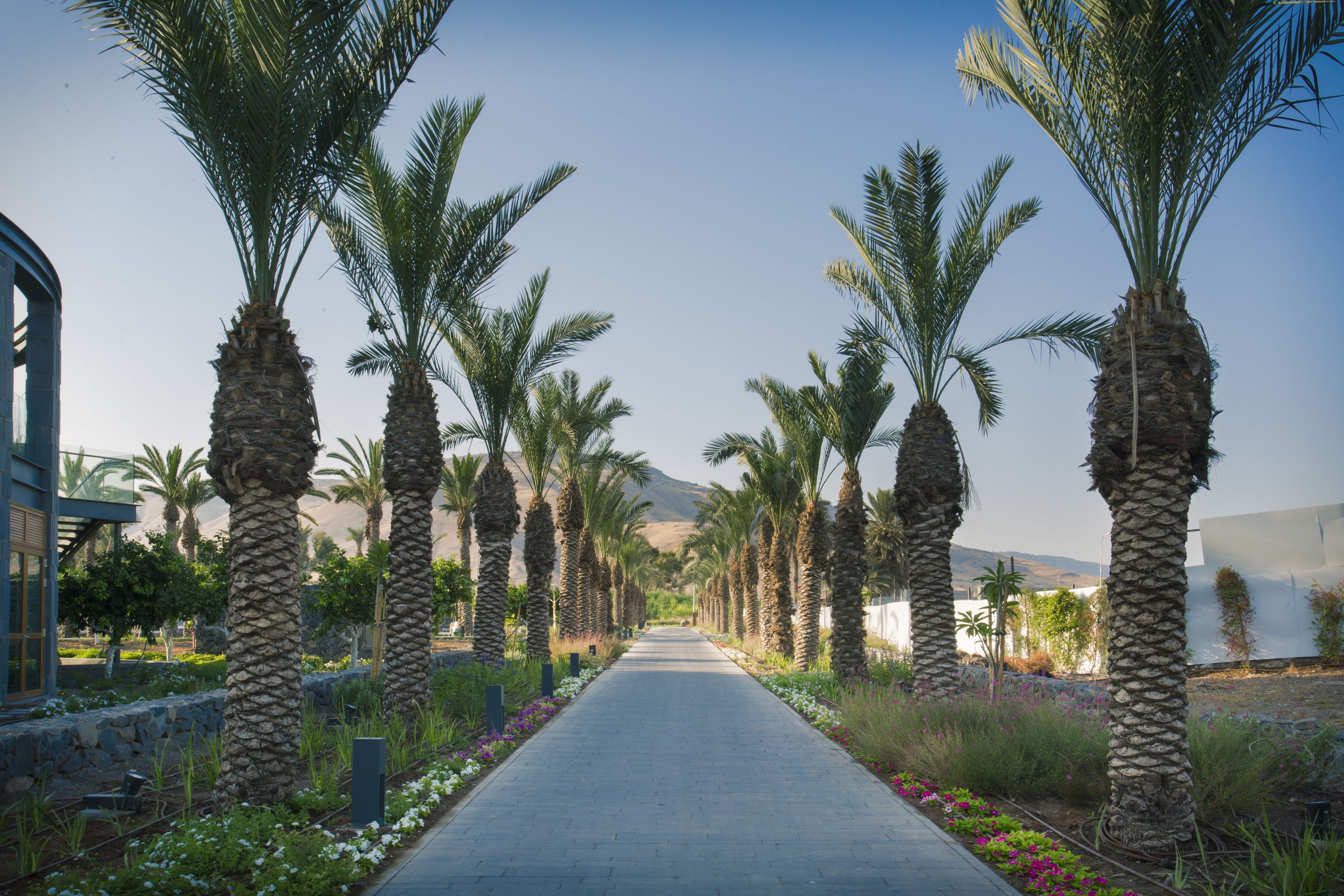 A pathway lined with palm trees and a building with a glass facade on the left.