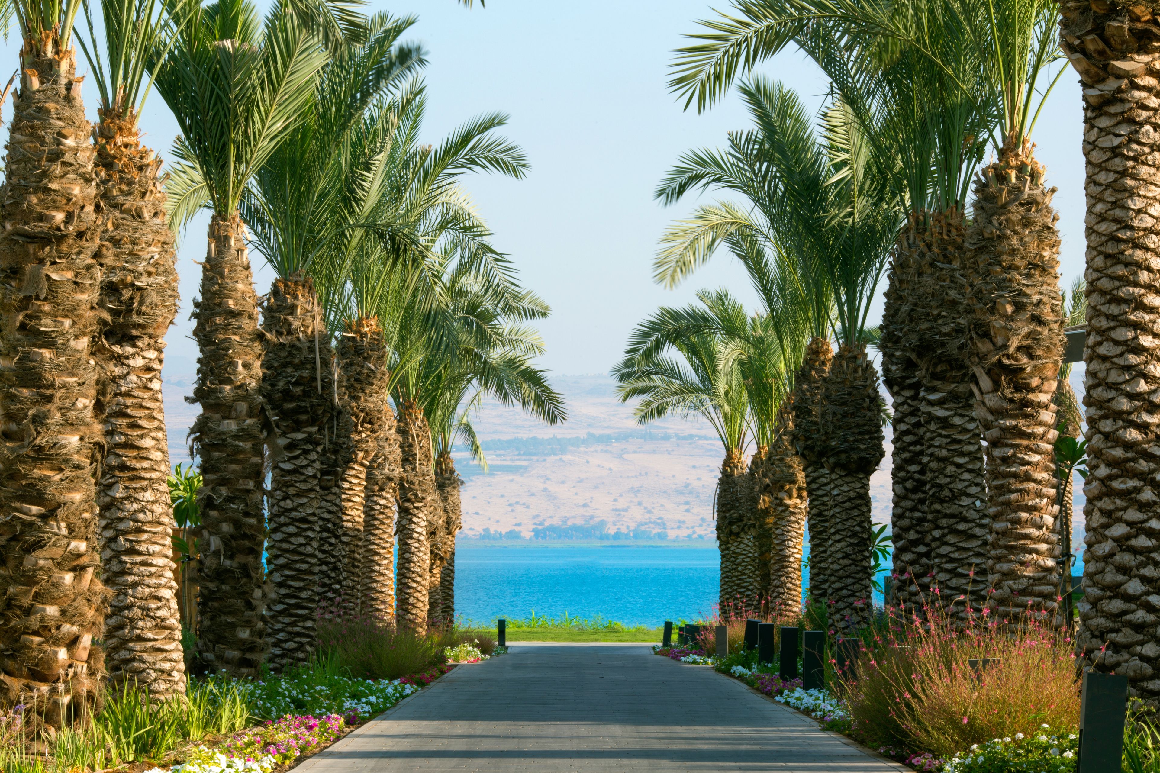 A pathway lined with palm trees leading to a body of water.