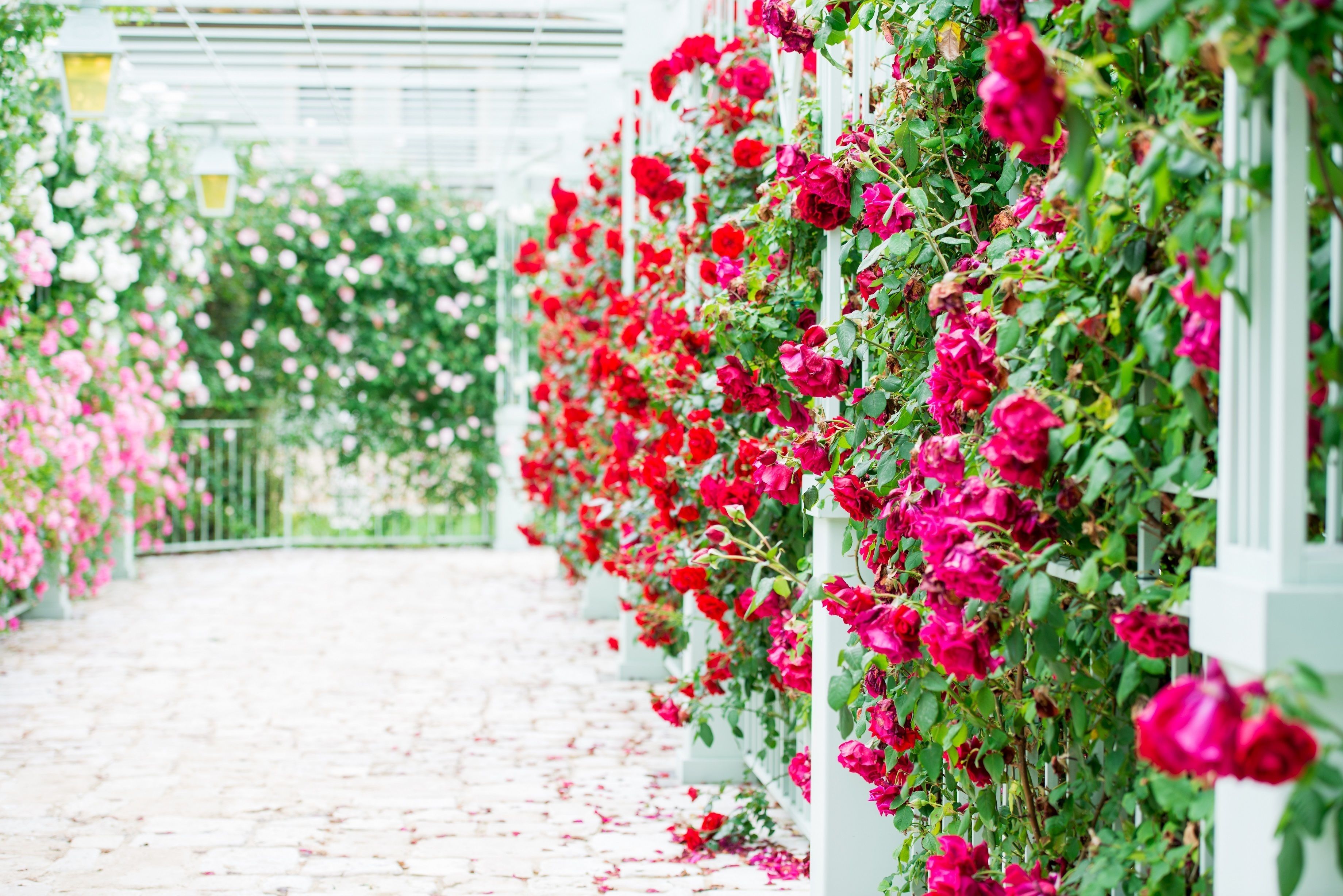 A pathway lined with vibrant red roses and white flowers, leading to a white structure.