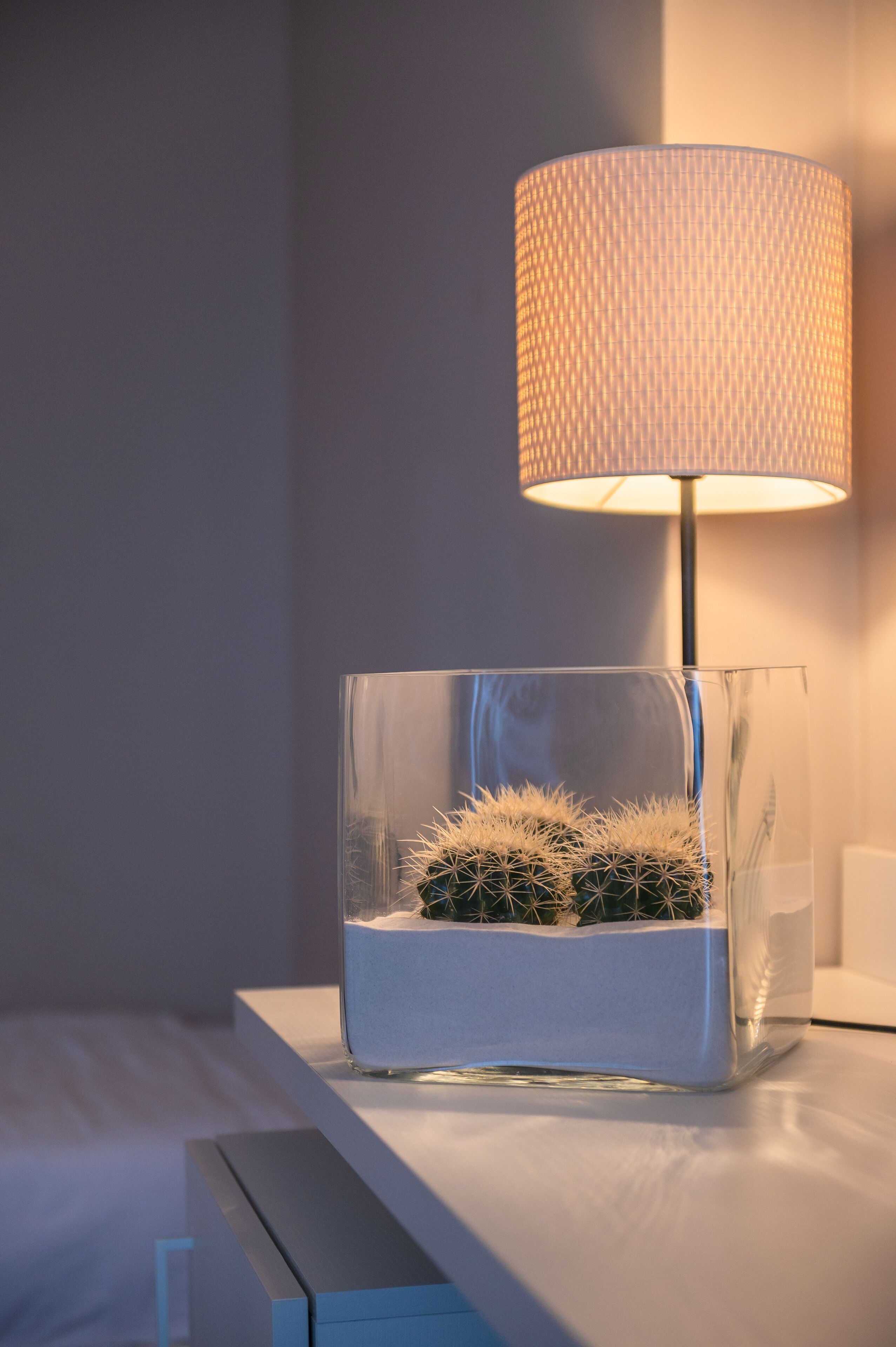 A clear glass vase with a cactus on a white surface, next to a lamp with a textured shade.