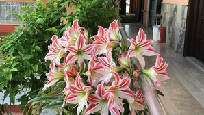 A staircase leading to a door, surrounded by potted plants with pink and white flowers. - Hotel Paradise (Kemer)