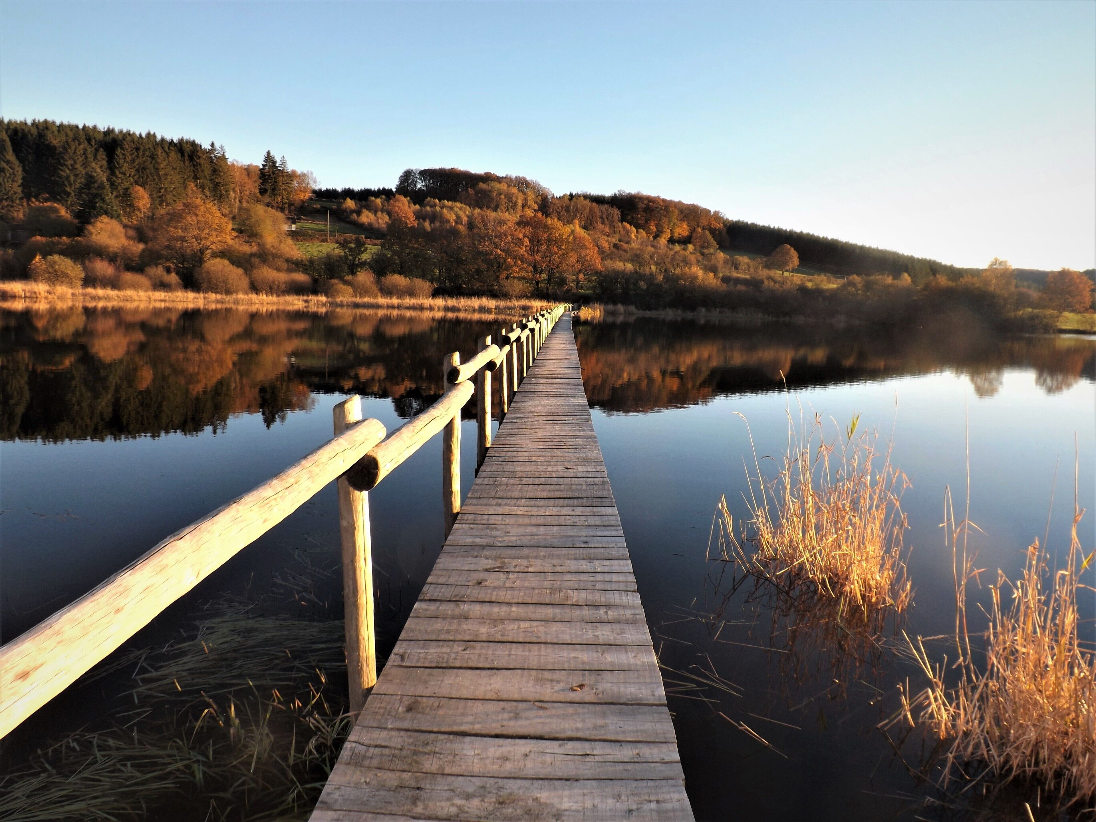 A wooden pier extending into calm water, surrounded by trees and a clear sky.