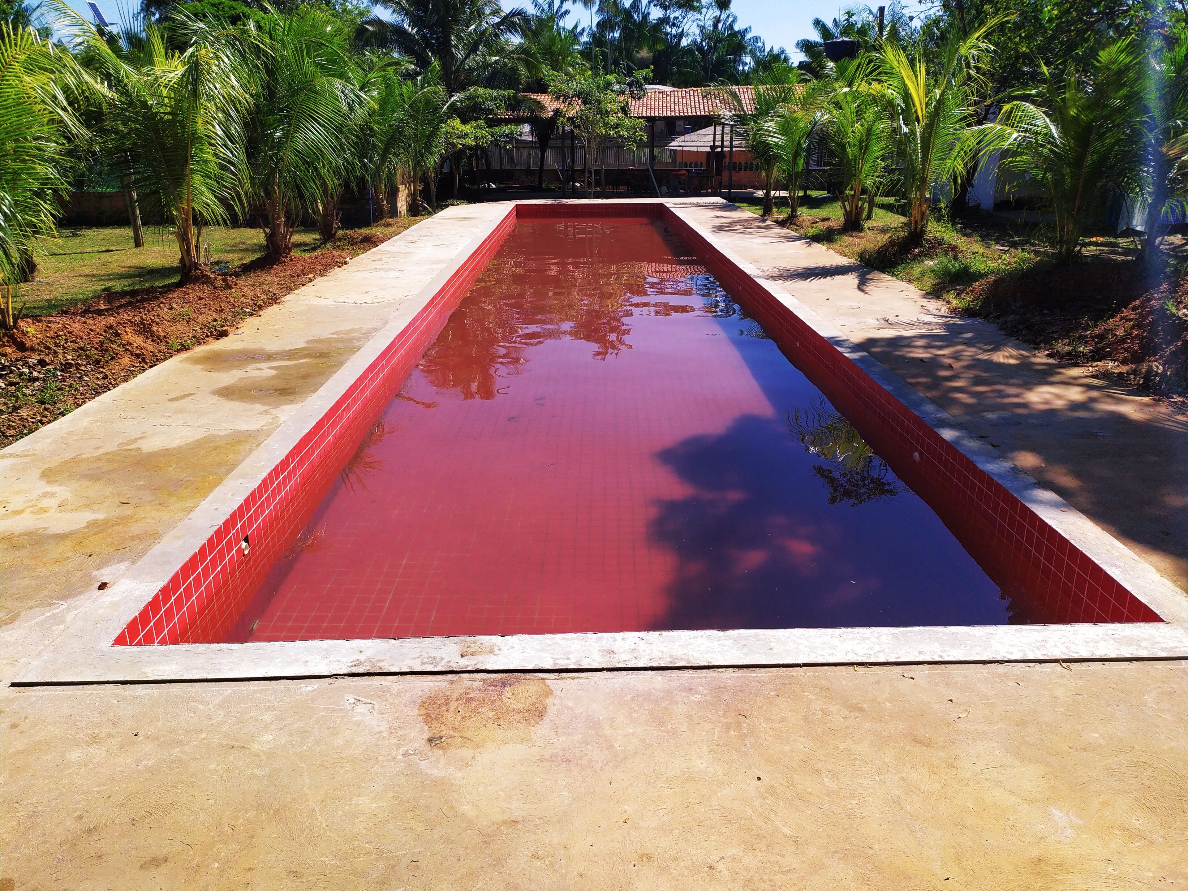 Ein rechteckiger Pool mit roten Fliesen, umgeben von einer Betonplattform und Palmen.