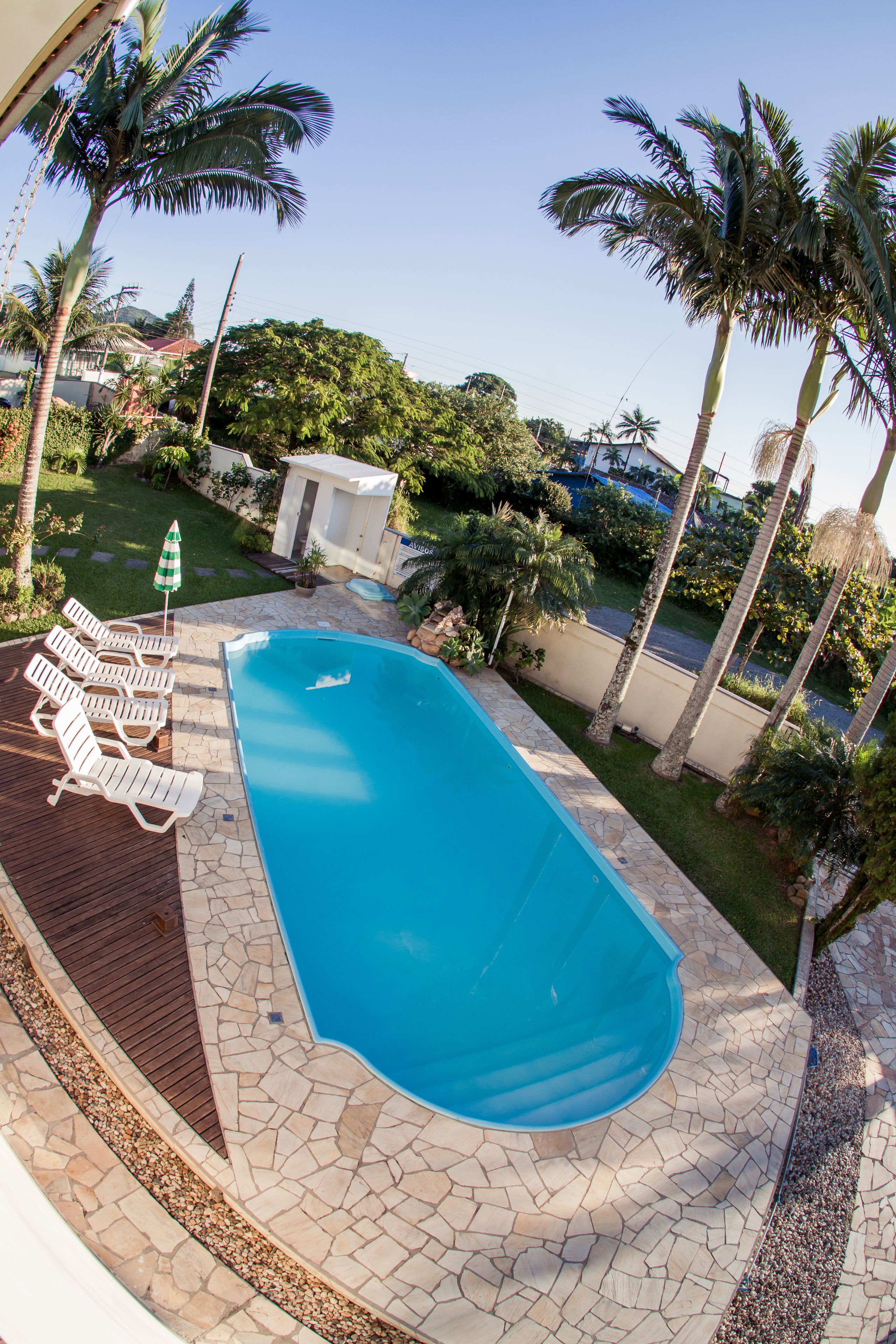 A swimming pool with a stone deck, surrounded by palm trees and a small shed.