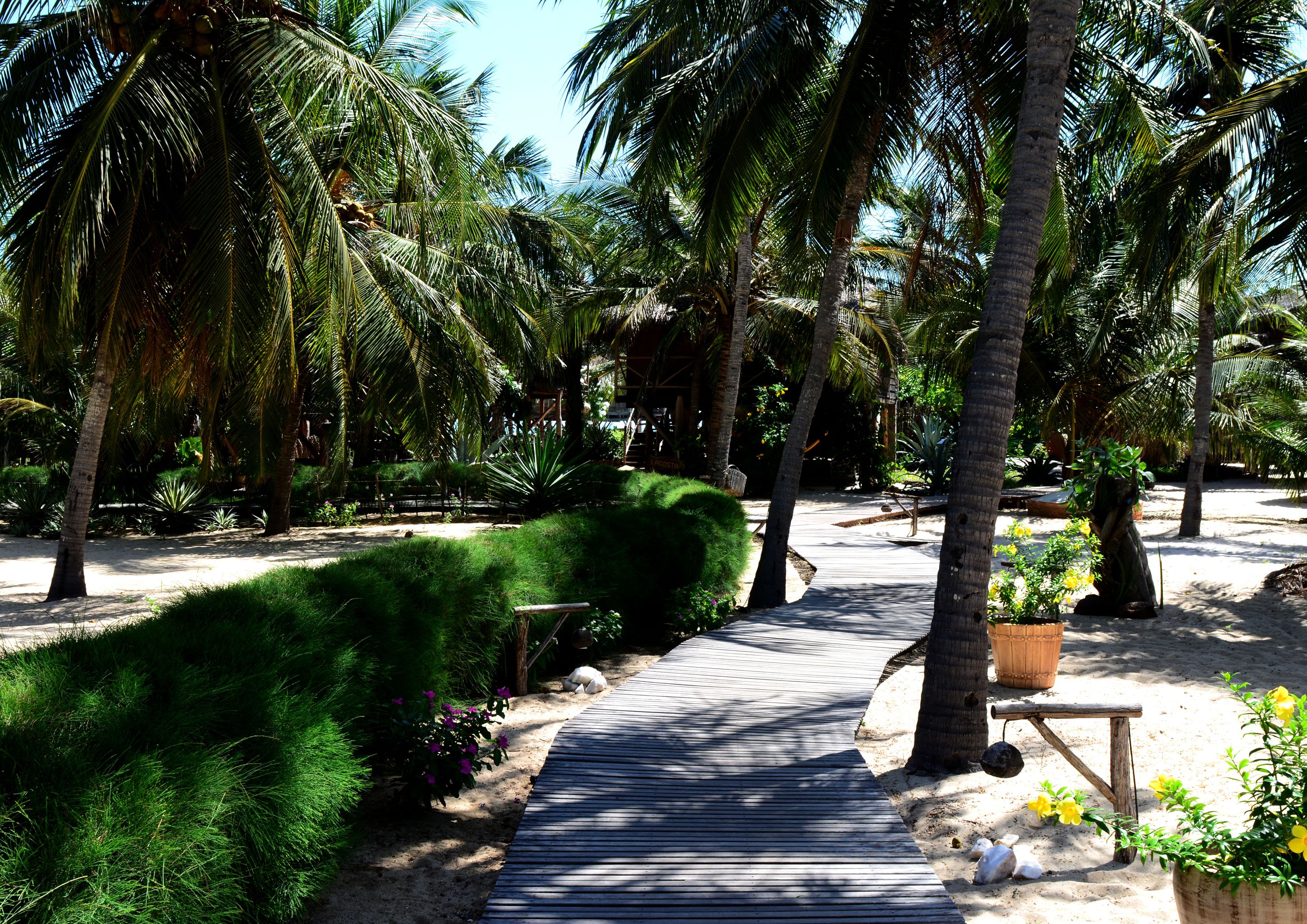 Un sendero serpentea por un jardín tropical con palmeras y una pasarela de madera.
