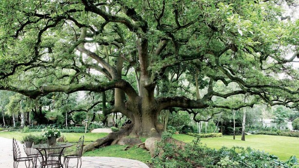 A large tree with a thick trunk and sprawling branches in a landscaped garden area. - Hoeveld House (Sandton)