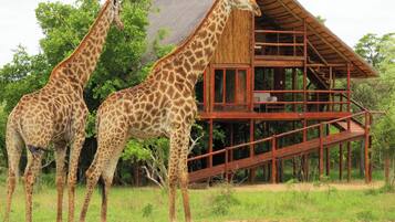 Bushwillow (Superior Tree House) | Quang cảnh từ phòng