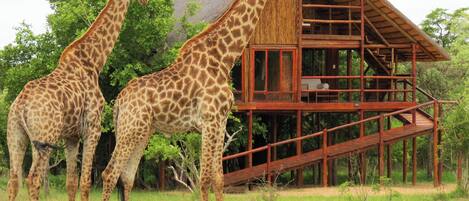 Bushwillow (Superior Tree House) | View from room