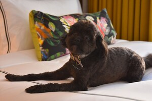 The Darcy Hotel