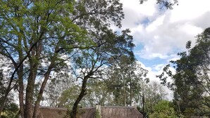Un edificio rústico con techo de paja, rodeado de exuberante follaje y árboles.