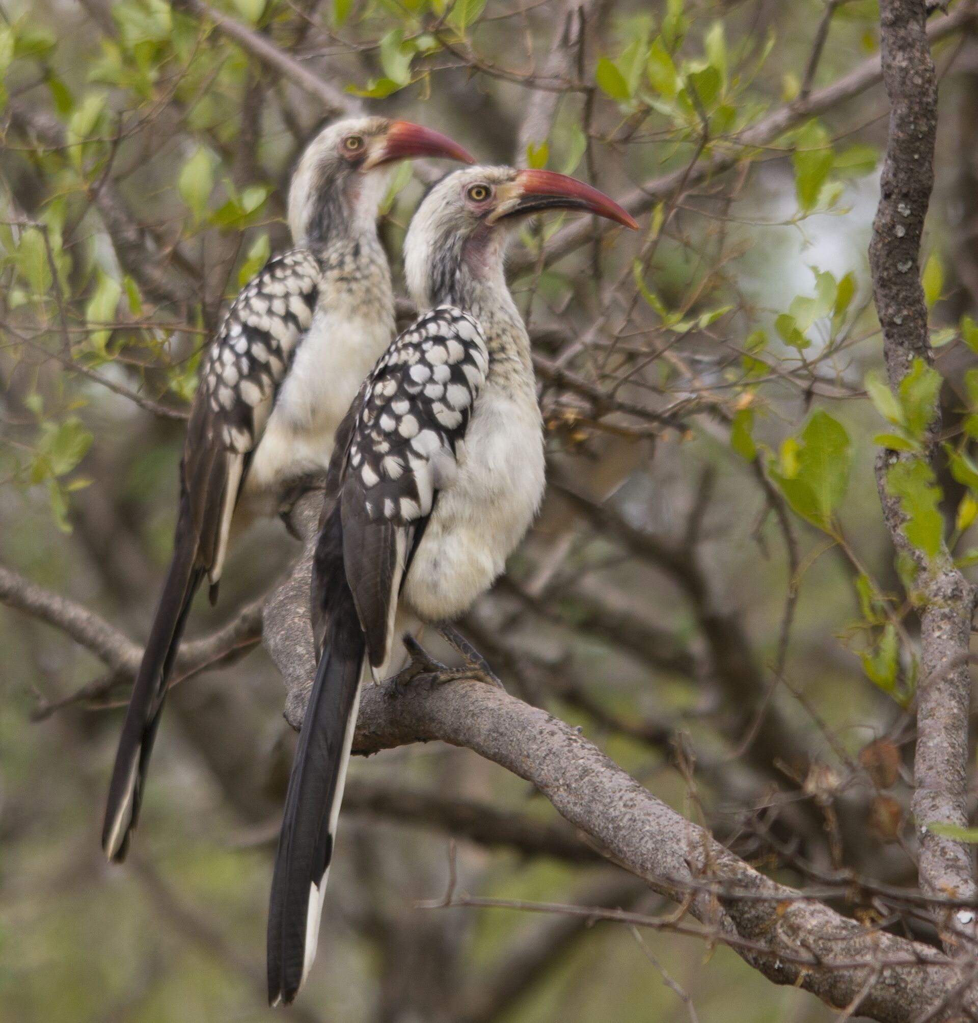 Two birds perched on a branch.