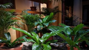 星評価なしの画像、2 / 74、ボタン