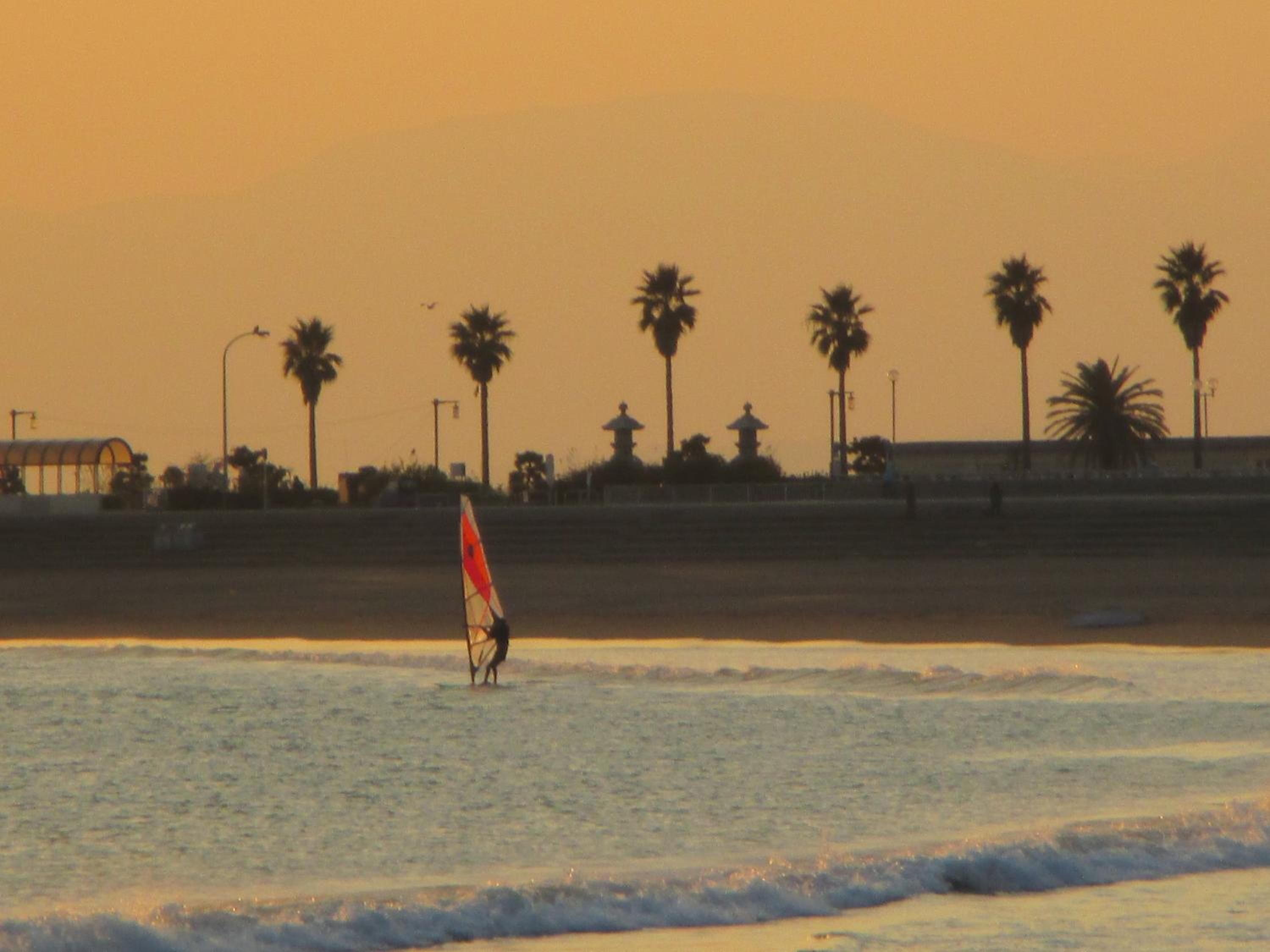 A beach scene with palm trees and a person windsurfing.