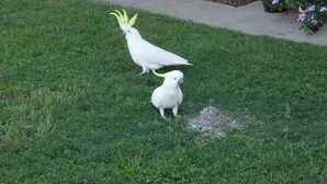 Dos cacatúas blancas en un césped con una cama de jardín y elementos decorativos al fondo.
