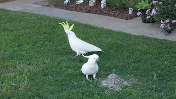 Jardim