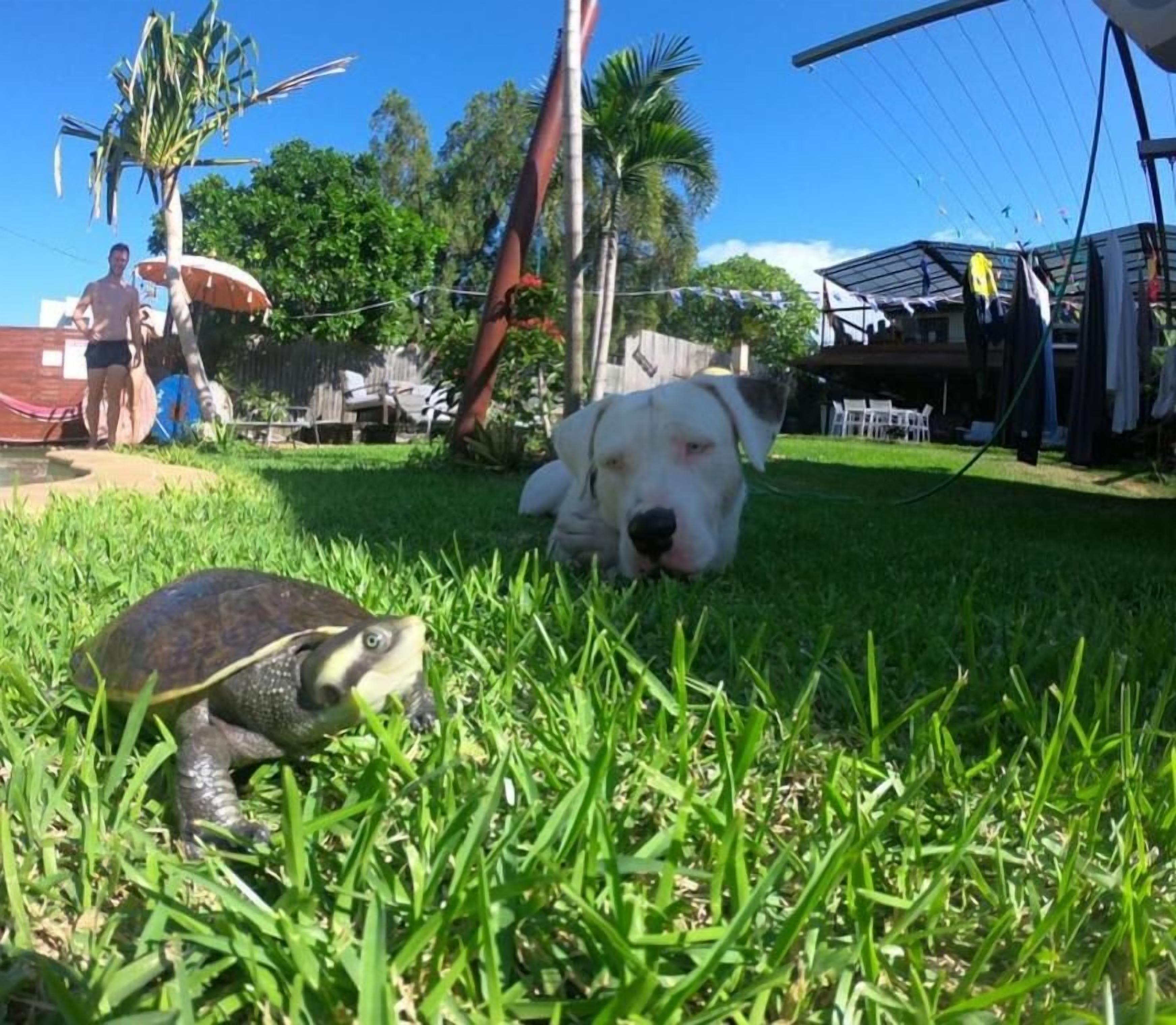 A grassy outdoor area with a dog and a turtle.