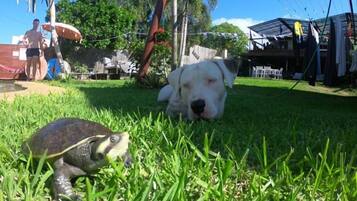 A grassy outdoor area with a dog and a turtle.