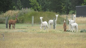 Property grounds - Eyreview Retreat (West Eyreton)