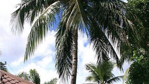 A pool area with lounge chairs, a covered seating area, and palm trees. - Vacation Villas at Subic Homes (Morong)