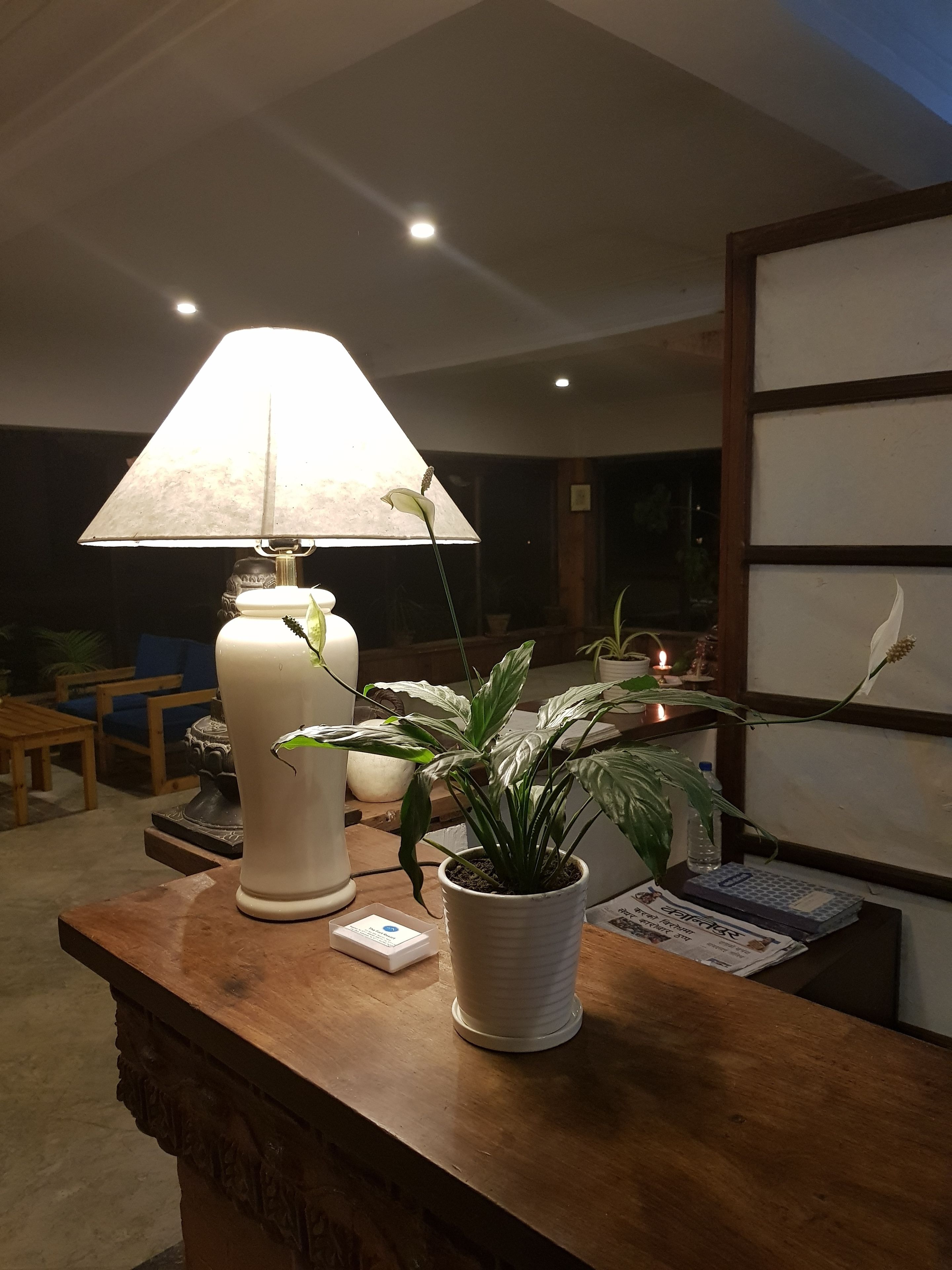 Un mostrador de recepción con una lámpara, plantas en macetas y una mesa de madera.