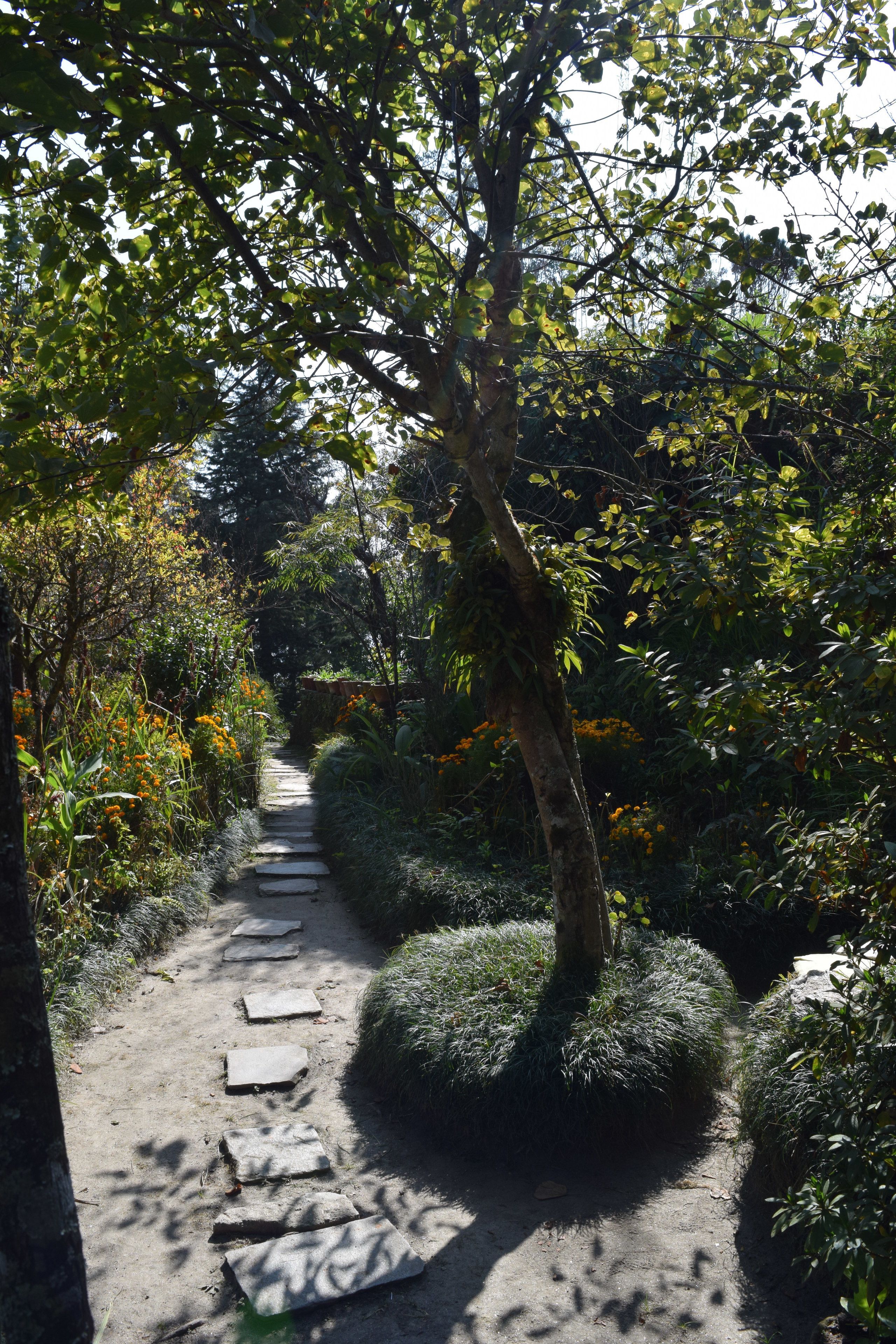 A stone pathway in a garden with lush greenery and orange flowers.
