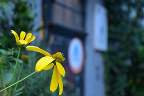 A yellow flower in focus with a blurred background featuring a circular sign. - Peking International Youth Hostel (Beijing)
