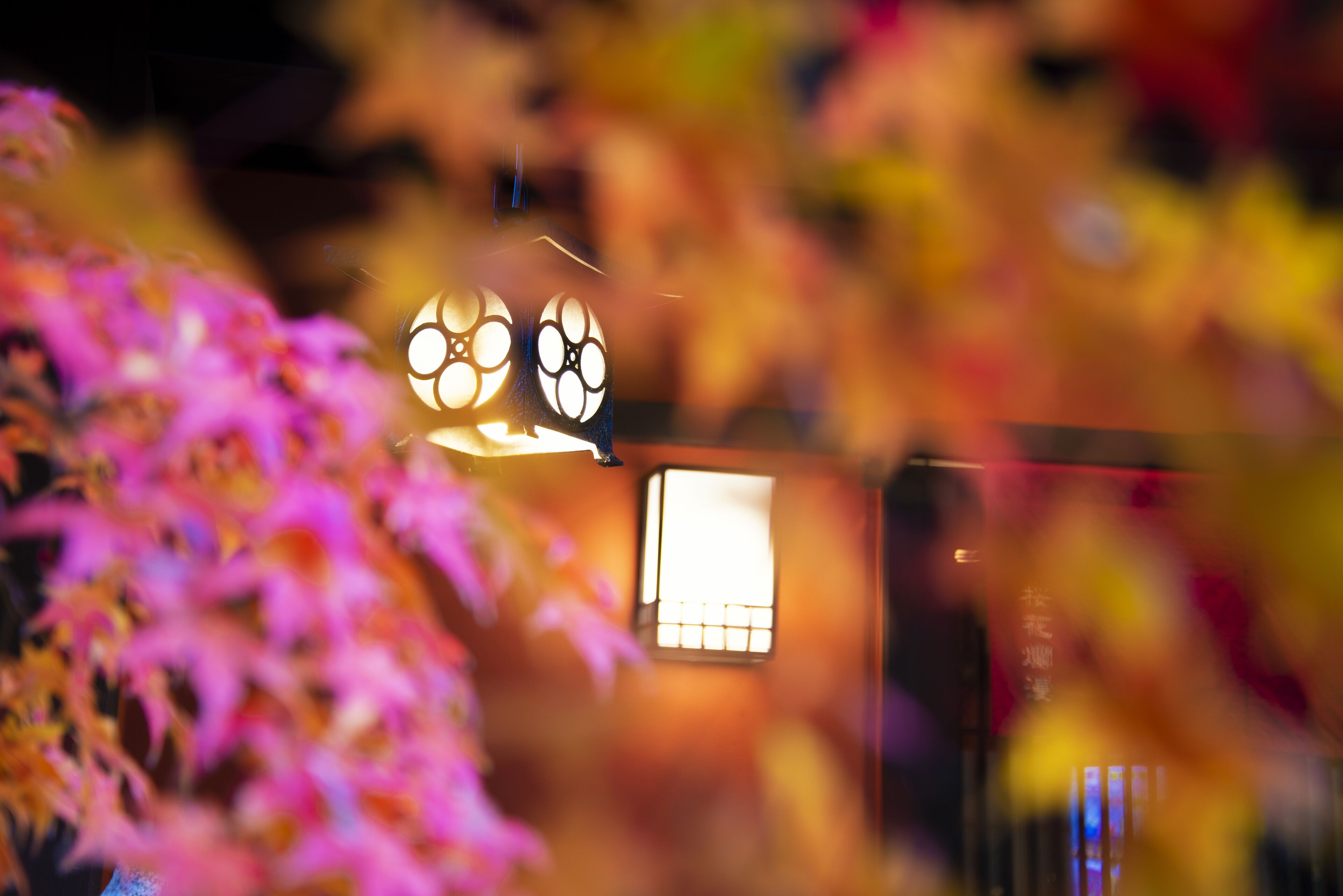 A blurred view of a building with a window and a door, surrounded by pink flowers.