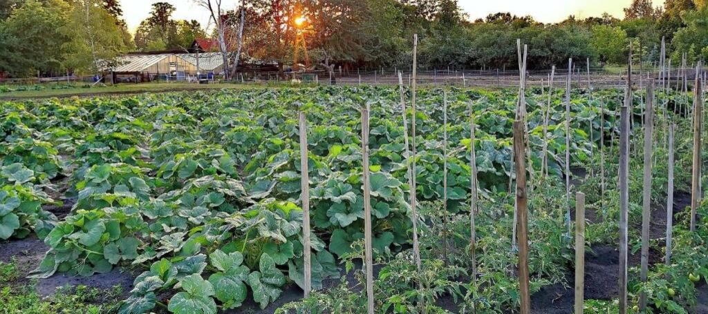 A vegetable garden with rows of plants supported by wooden stakes.