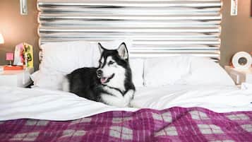 Ein Bett, auf dem ein Hund liegt, ein Nachttisch mit einer Lampe und eine Wand mit einem Fensterrollo.