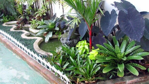 A garden with various plants and a small pond.