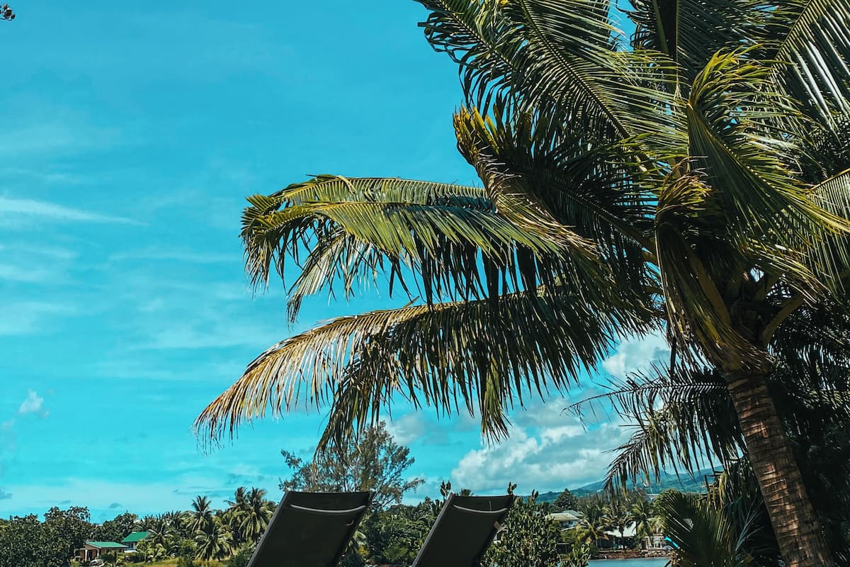 Un área junto a la piscina con sillones de descanso y palmeras.