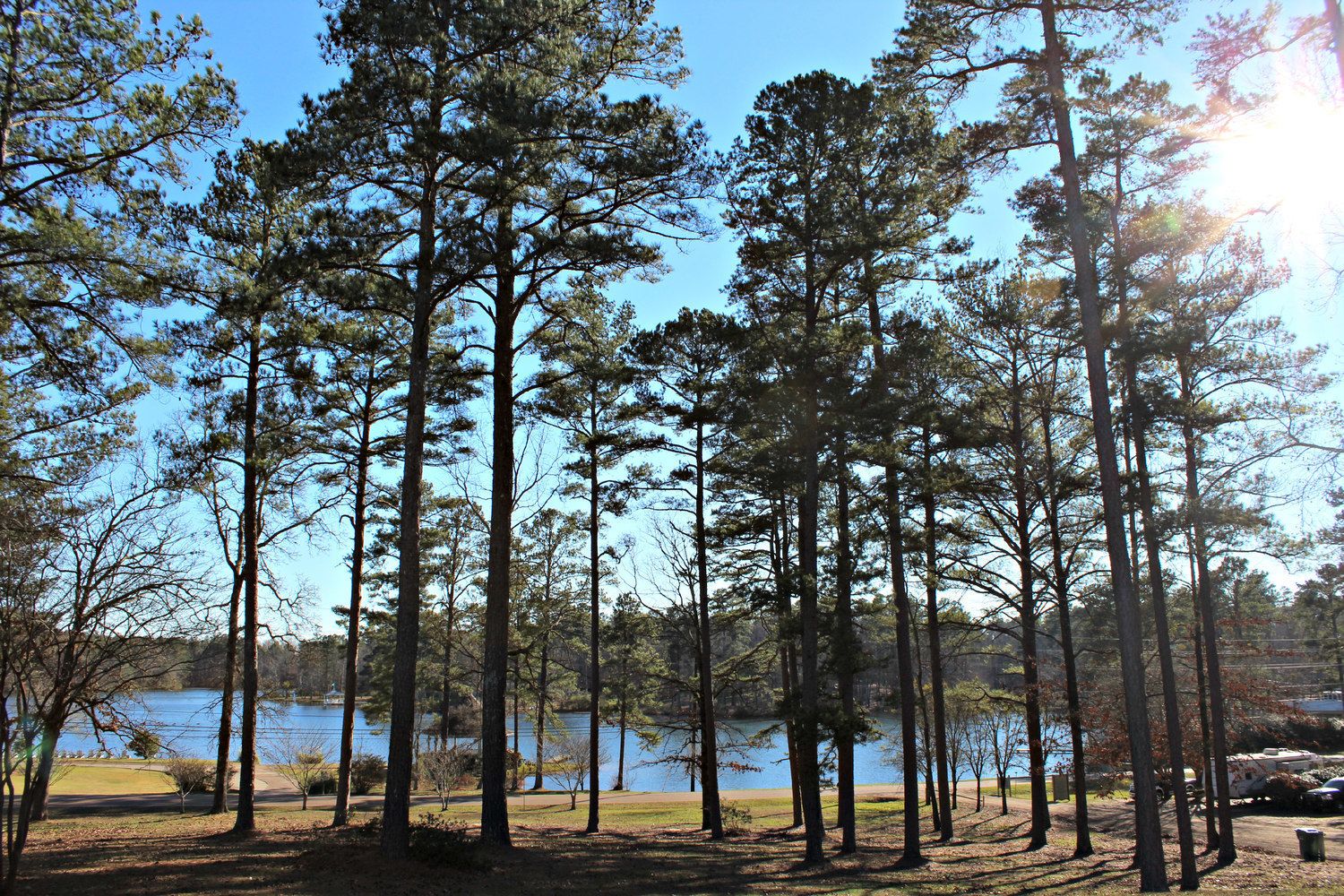 A campground with tall pine trees, a lake, and a clear sky.