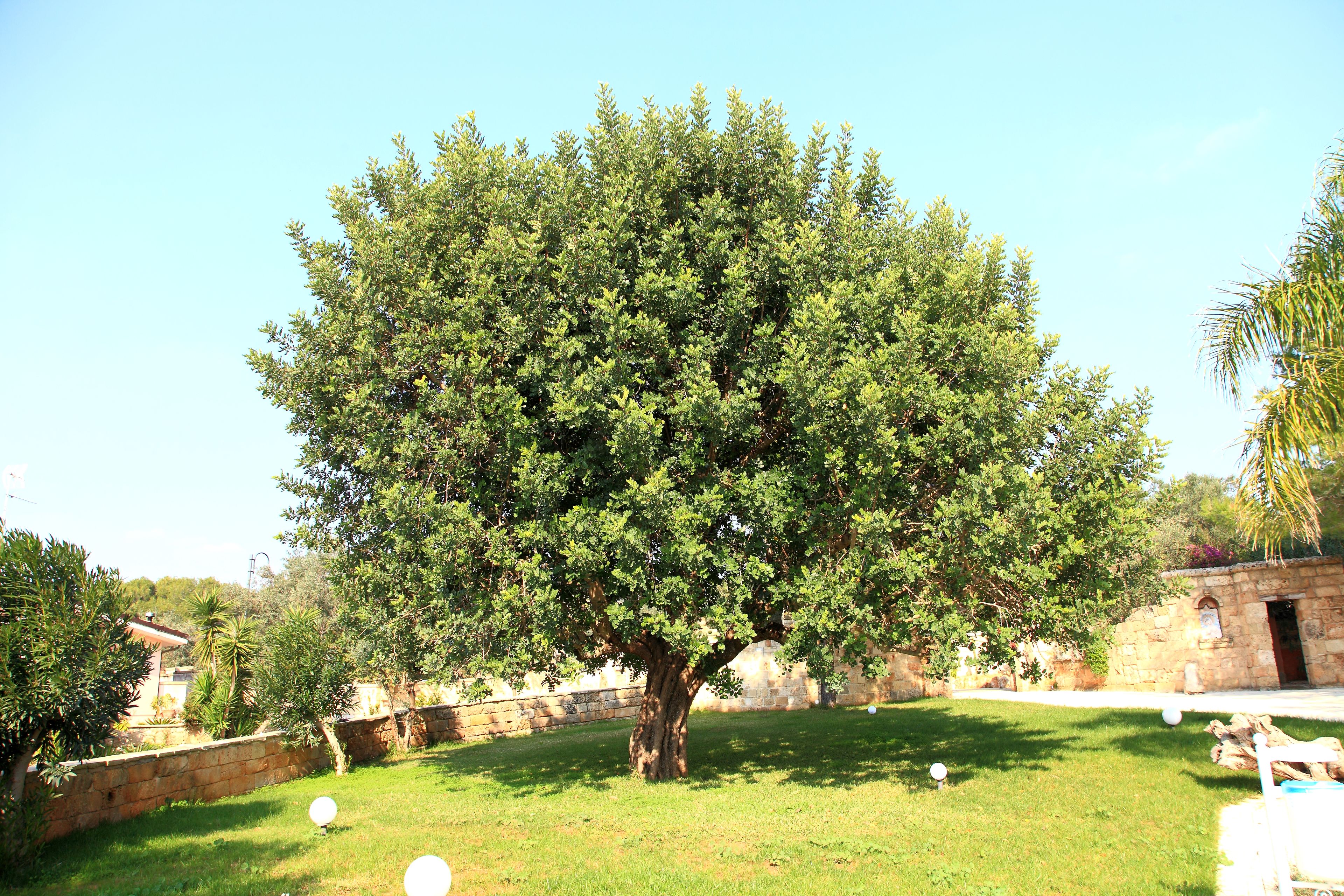 Un árbol grande en una zona con césped, con un muro de piedra y un edificio de piedra al fondo.