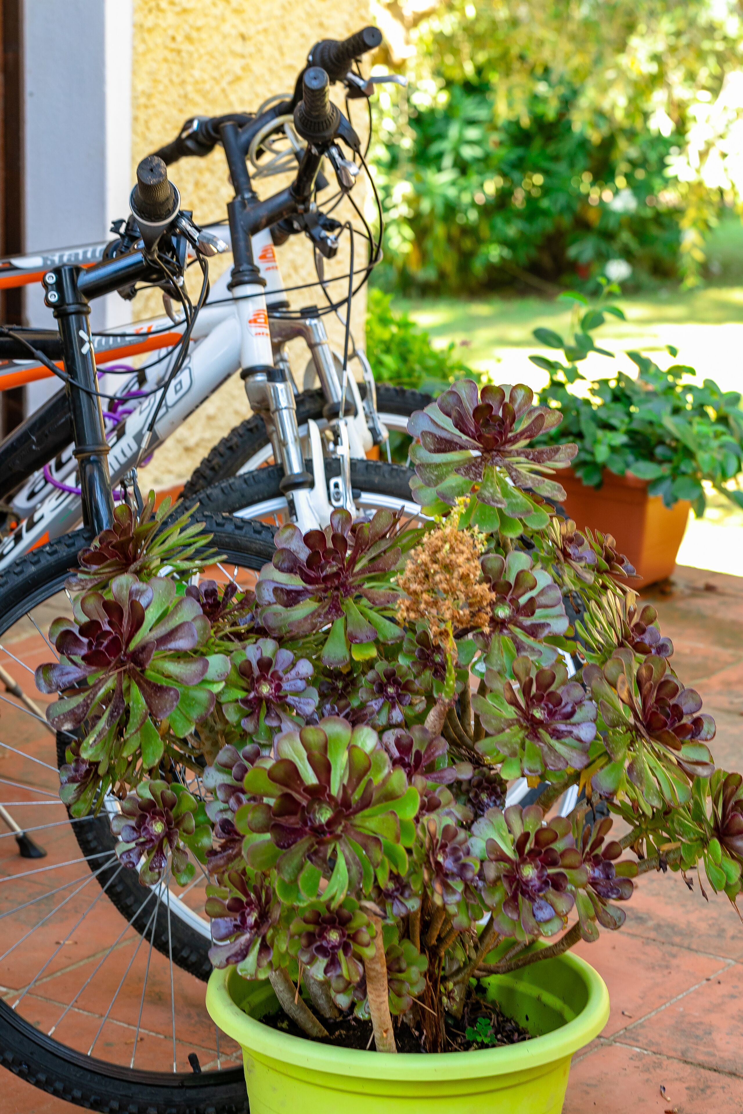 Ein Fahrrad mit einem grünen Topf mit Sukkulenten davor.