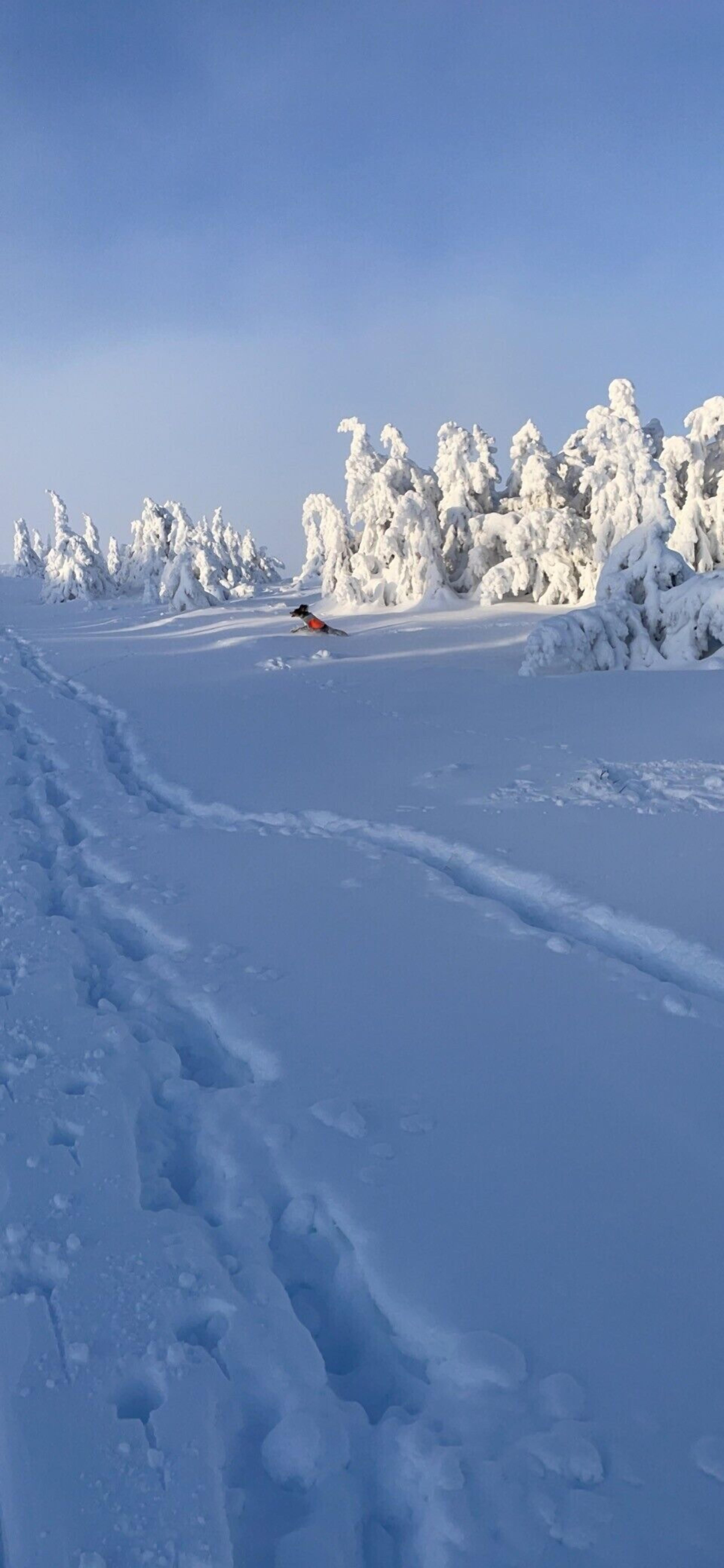 A snowy landscape with a clear sky.