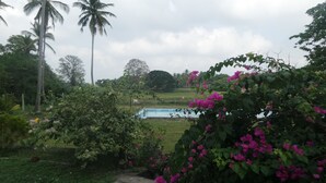 A garden with a swimming pool, palm trees, and pink flowers. - CoCoWorld Bungalow (Panduwasnuwara)