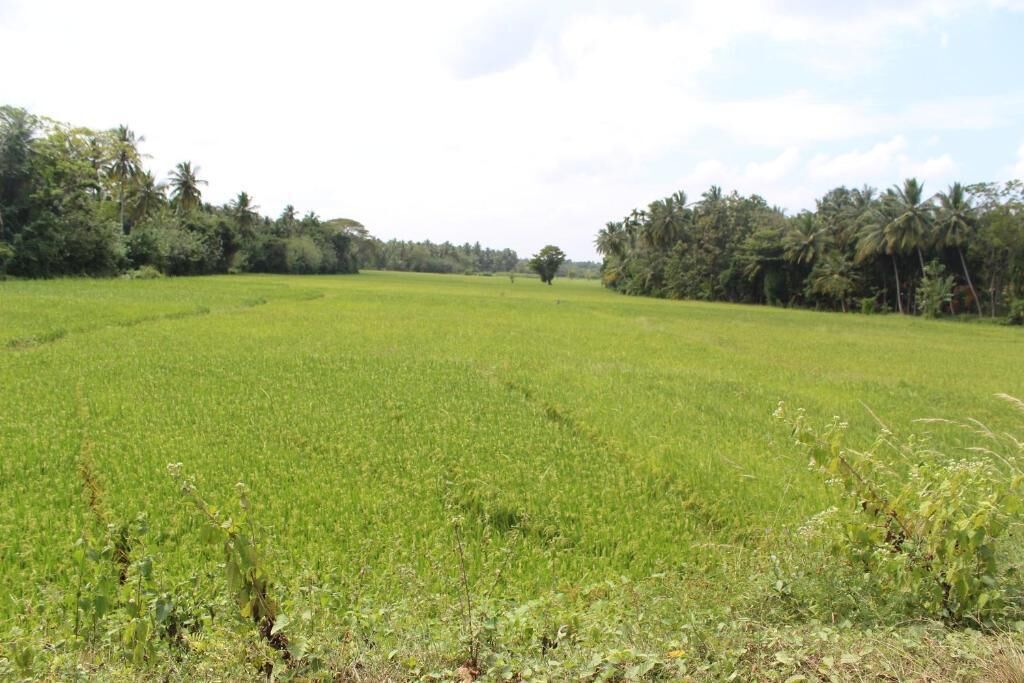 A vast green field with a single tree in the distance, surrounded by dense foliage and palm trees.