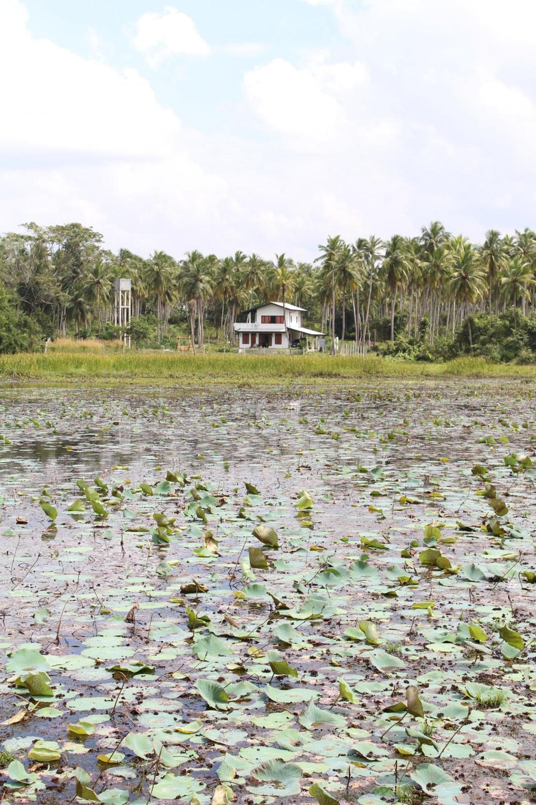 A house surrounded by a water body with lily pads and palm trees in the background.
