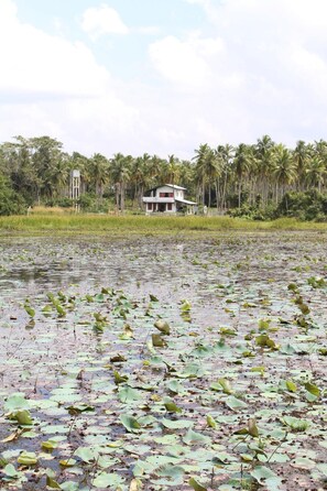 Una casa rodeada por una masa de agua con nenúfares y palmeras al fondo.