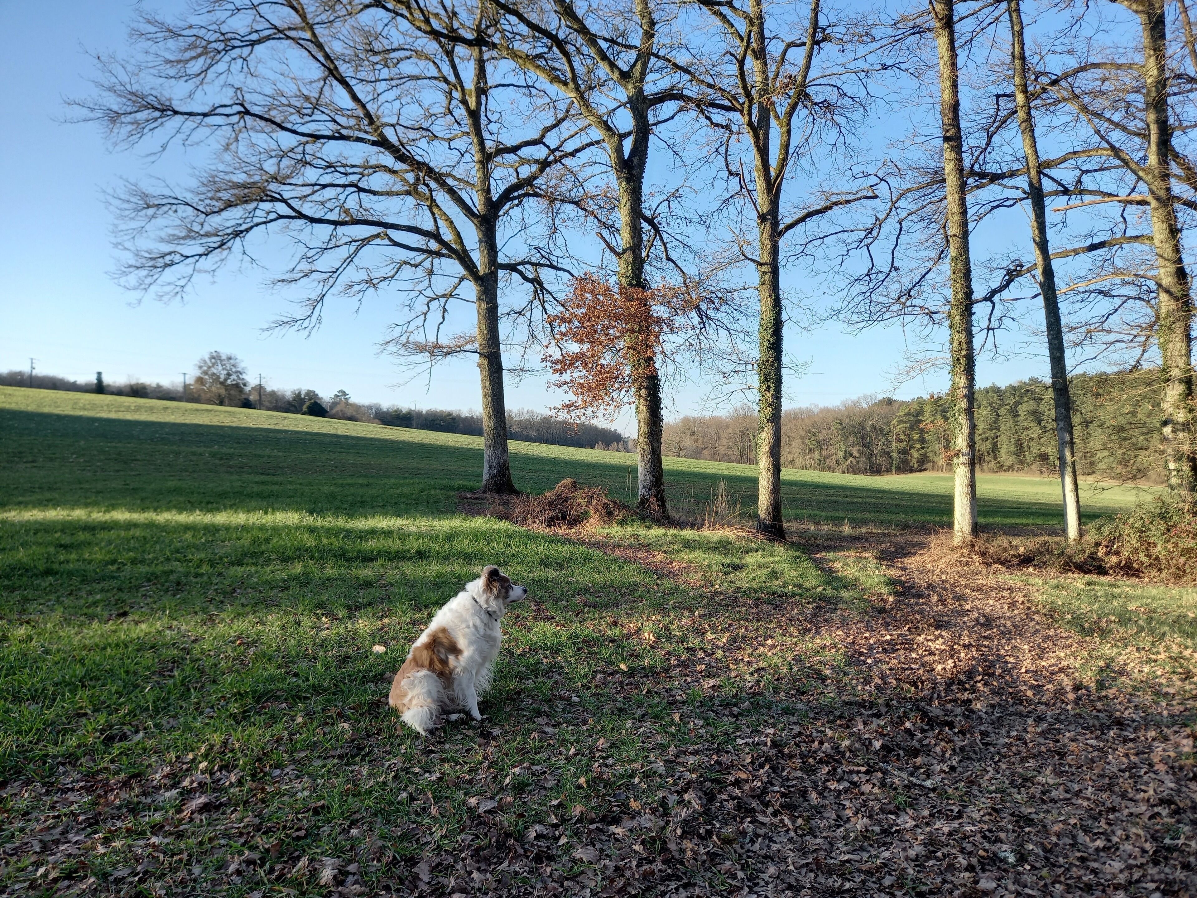 A dog sitting on a grassy field with trees in the background.