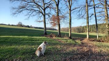A dog sitting on a grassy field with trees in the background.