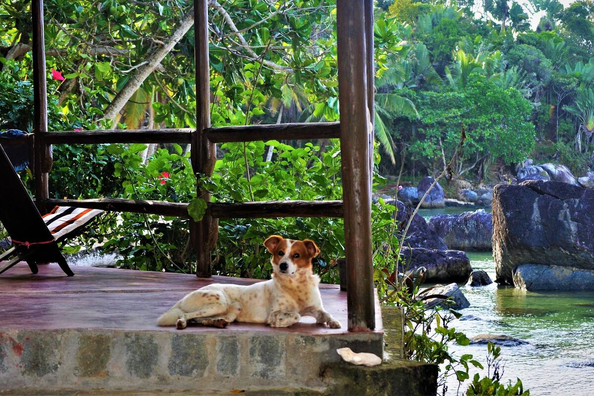 Un perro descansando sobre una plataforma de piedra, con una cerca de madera y abundante vegetación al fondo.
