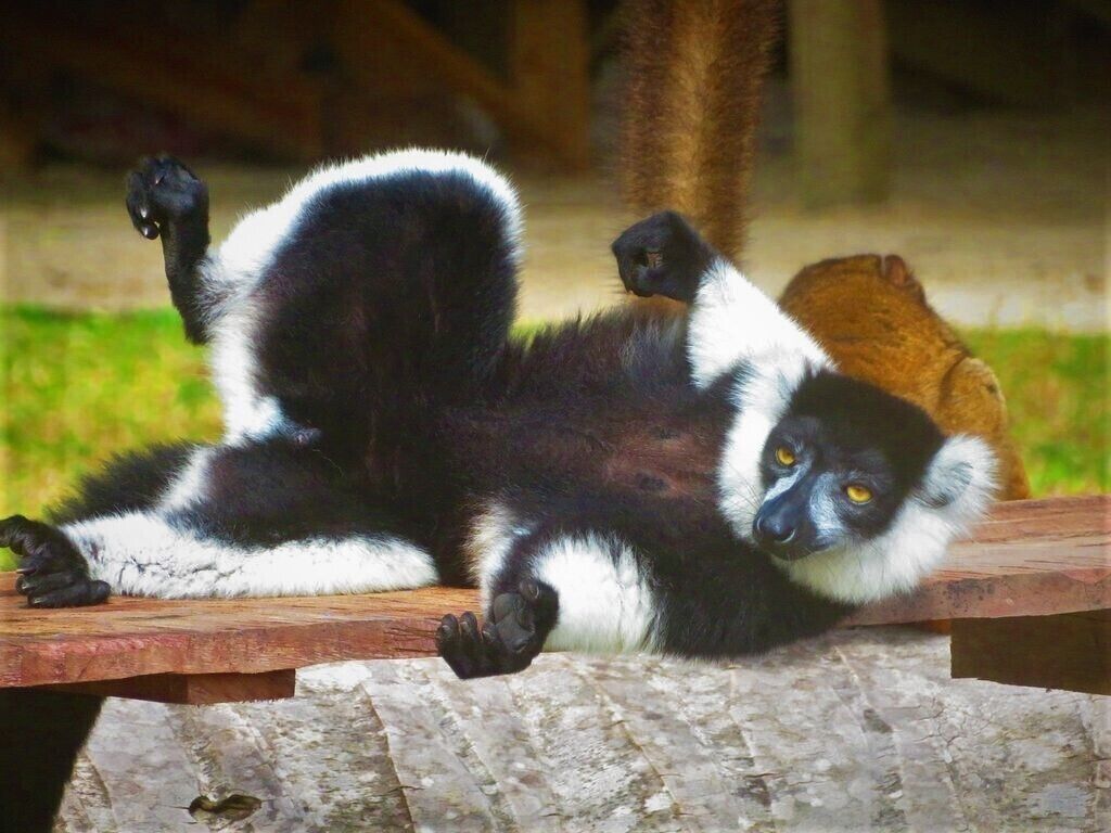 A lemur lying on a wooden bench with a grassy background.