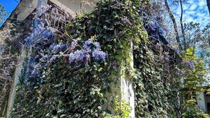 Ein Gebäude, das teilweise von dichtem Grün und Weinreben überwuchert ist, mit einer sichtbaren Ziegelstruktur im unteren Bereich.