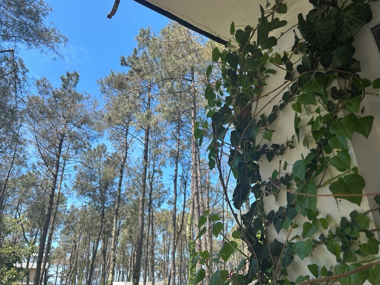 A view of tall pine trees and a building with ivy climbing up its exterior wall.
