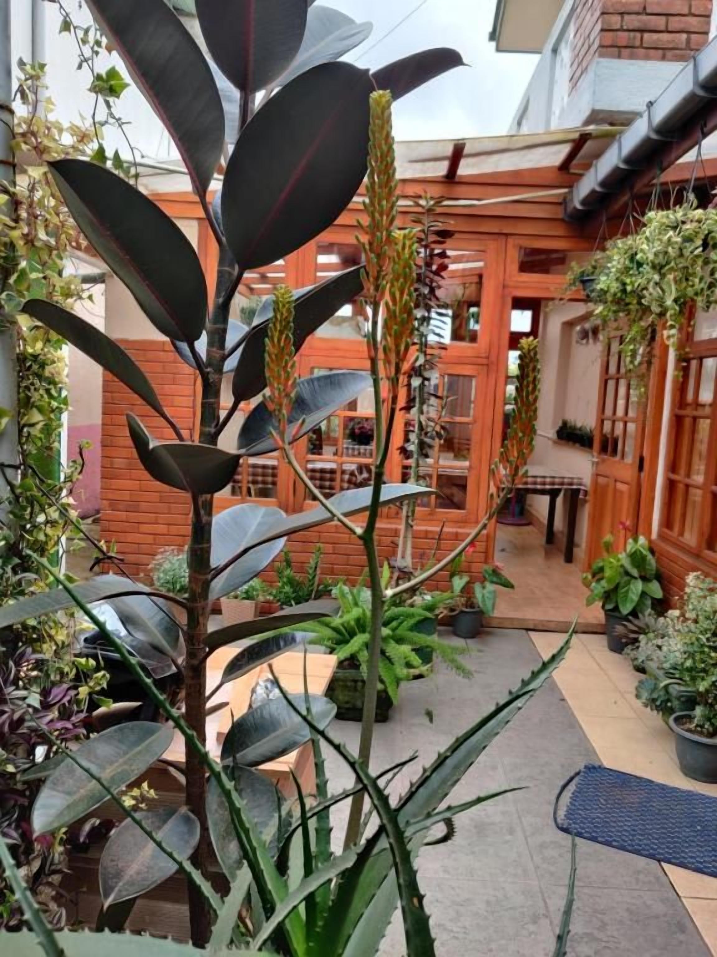 Un patio con macetas, un pérgola de madera y un muro de ladrillo.