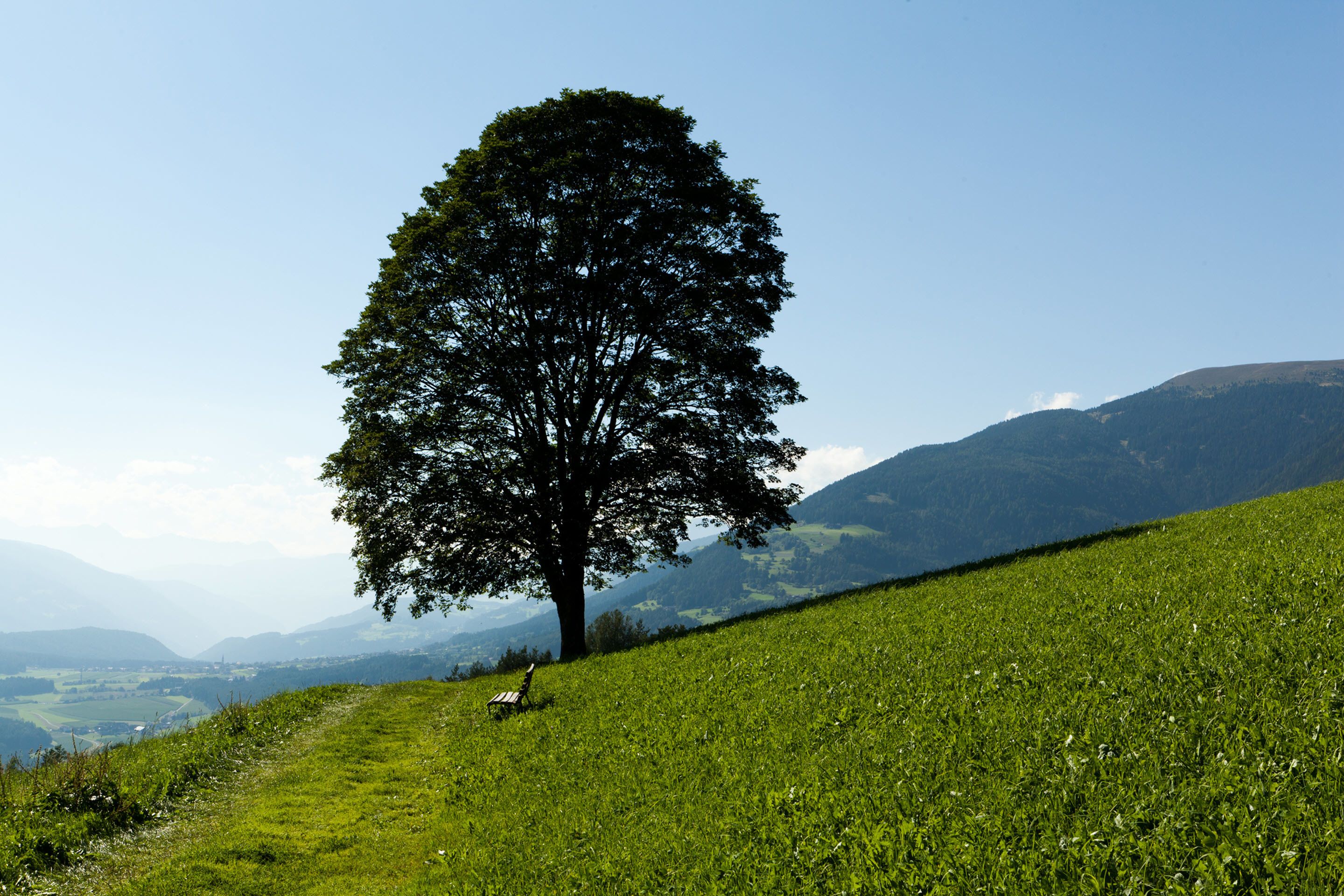 Une colline herbeuse avec un arbre isolé et un banc.