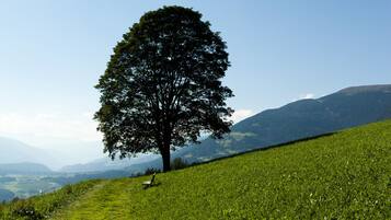 Une colline herbeuse avec un arbre isolé et un banc.