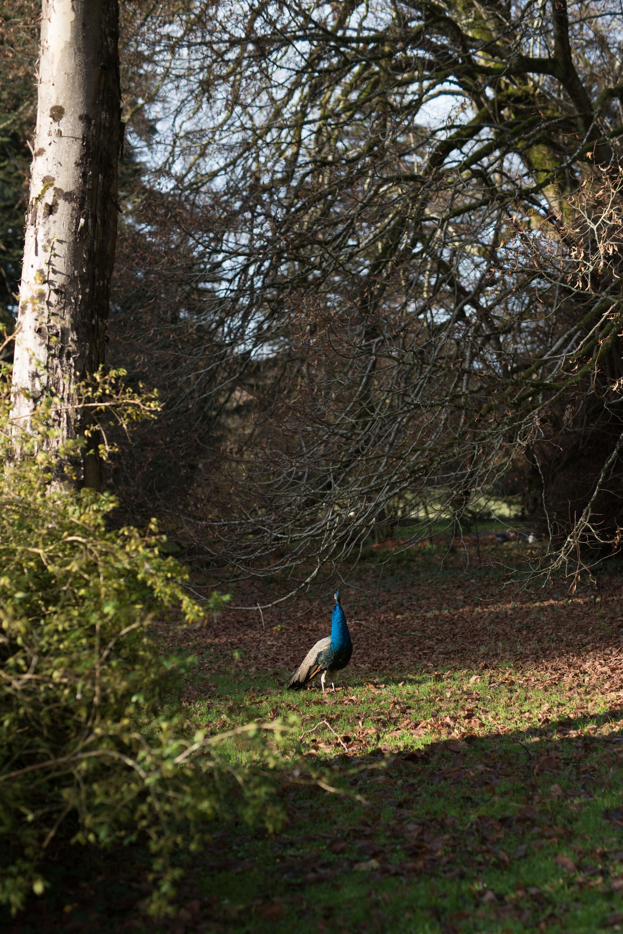 A peacock in a natural setting with trees and grass.